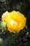 Yellow Prickly Pear cactus Bloom