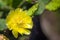 Yellow Prickly Pear Cactus flower close up isolated