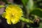 Yellow Prickly Pear Cactus flower close up isolated