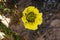 Yellow Prickly Pear Flower