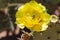 Yellow Prickly Pear flower in the desert with Honey Bee