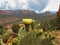 Yellow Prickly Pear Flower Overlooking the Red Rock of Sedona, Arizona