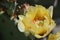 Yellow Prickly Pear Pollen filled Flower