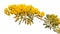 Yellow Pridiyathorn, yellow flower