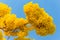 Yellow Pridiyathorn, yellow flower in nature