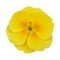 yellow primrose pictures