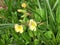 Yellow primrose blooms in spring garden