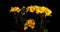 Yellow primrose flowers on a black background, time lapse, 4k