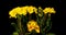Yellow primrose flowers on a black background, time lapse, 4k