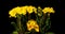 Yellow primrose flowers on a black background, time lapse, 4k