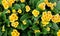 Yellow primrose flowers, green leaves background, primula blossom in garden, many small delicate flowers, nature spring summer