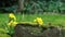 Yellow primrose flowers grown in garden lawn