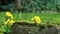 Yellow primrose flowers grown in garden lawn