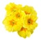 Yellow primrose isolated on white background