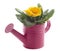 Yellow primrose in a pink metal watering can