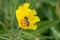 Yellow primrose-willow Ludwigia grandiflora with honey bee