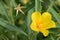 Yellow primrose-willow Ludwigia grandiflora, yellow flower