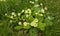 Yellow primroses growing in grass