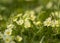 Yellow primroses growing in grass