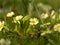 Yellow primroses growing in grass