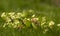 Yellow primroses growing in grass