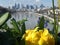 Yellow primroses with La DÃ©fense business district in the background, Levallois Bridge, France, 2020