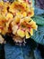 yellow primula flower, background and texture