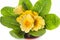 Yellow primula in flowerpot