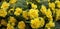 Yellow primula spring flowers