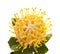 Yellow protea isolated