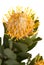 Yellow protea isolated