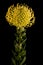 Yellow Protea Pincushion