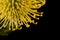 Yellow Protea Pincushion Abstract Top