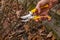 Yellow pruning shears in the hand of the gardener. Early spring and late autumn are the time to prun the bushes in the garden