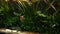 Yellow Pterophyllum scalare fishes, white scalare, aquarium fresh water tank