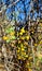 Yellow Puff Balls Flower Blossoms  Acacia Tree  Plant Vines Desert Wild  Native photo