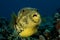 Yellow puffer fish