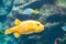 Yellow puffer fish