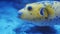 Yellow pufferfish swimming in aquarium water