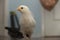 Yellow pullet chicken indoors looking at camera