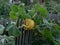 Yellow pumkin with leaves on a fence