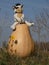 Yellow pumpkin autumn october toy riding a pumpkin