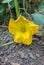 Yellow pumpkin branch flower in the garden, close up