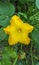 Yellow pumpkin branch flower in the garden, close up