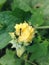 Yellow pumpkin flower with leaf green nature agriculture photography, garden of vegetable farm background beautiful bloom,