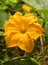 Yellow pumpkin flower with leaves in the farm field