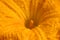 Yellow pumpkin flower pollen closeup with water drops