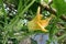 Yellow pumpkin flowers with green leaves