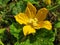 Yellow pumpkin flowers in Thailand use sour curry as a food that is beneficial to the body.