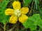 Yellow pumpkin flowers in Thailand use sour curry as a food that is beneficial to the body.